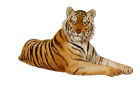 reclining tiger facing right